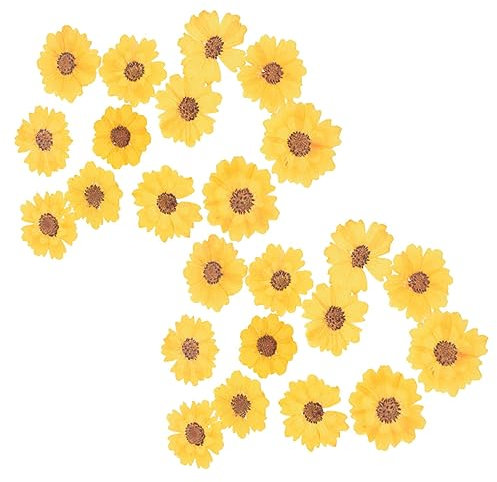 COHEALI 96 STK DIY Prägung Scrapbook scheckheft gepresste Blumen für Heimwerker echte getrocknete gepresste Blumen kleine getrocknete gepresste Gänseblümchen Serpentinen-Chrysantheme