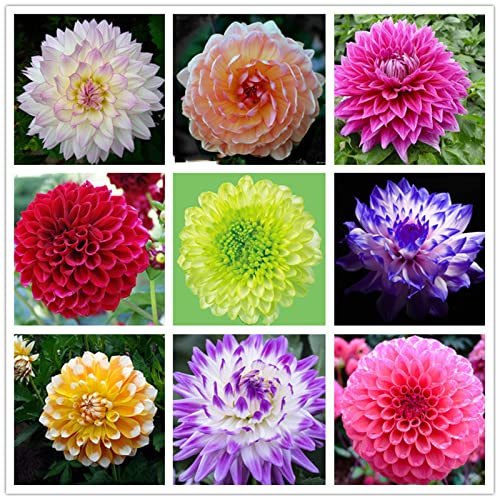 Dahlia Bulbs Now UK/Greening Flower/Good for Containers/Natural Organic/Strong Plant, Rare Plants,Easy Plant, Exotic, Plant Bulbs,Excellent Display,Suitable,Easy to Plant, 6bulbs-H