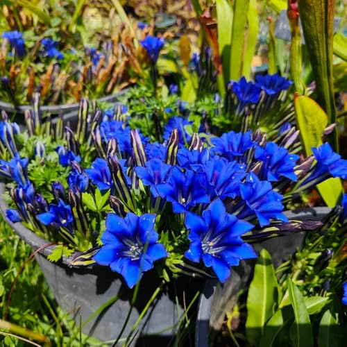 enzian wildblumen balkonblume enziansamen winterharte garten blumenwiese, gartendeko für draußen hochbeet für sonnige plätze balkon 100pcs