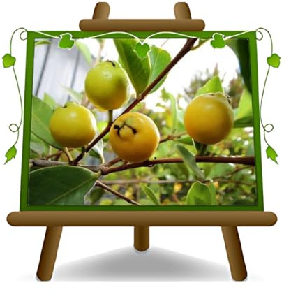 Guavenbaumes Guaven fruit gelb Psidium - Obstpflanzen antik auf Blumentopf 26 - Baum max 200 cm – 4 Jahre Anbau Italien