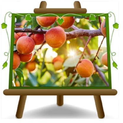 EURO PLANTS VIVAI Albicocco Pisana Tardiva Albicocche Dolci e Tardive - albero da giardino pianta da frutto su vaso da 26 cm Altezza 180~200 cm - Età 4 anni