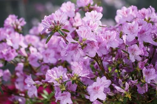 Rhododendron obtusum 'Ledikanense' 20–25 cm – Winterhart, Immergrün, Pflegeleicht – Japanische Azalee – Zierstrauch für Kübel & Gartenbeet