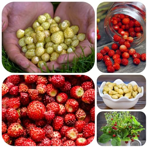 semillas de fresa silvestre orgánicas, interior comprar fresas, para lugares soleados de jardín 40pcs