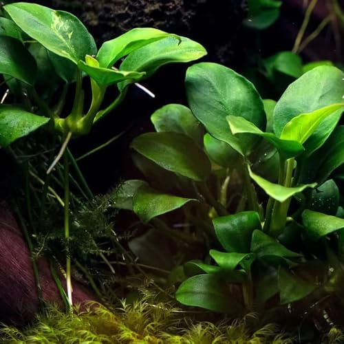 AquariumSamen, aquarium Wasserpflanzen, Teichpflanzen, deko aquarium bodendecker nachhaltiges geschenk büropflanzen exotische 50pcs