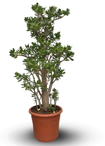 Attitude Jardin - Crassula ovata - arbre de jade - 130-50 cm - ⌀ 35 cm - cactus et plantes grasses