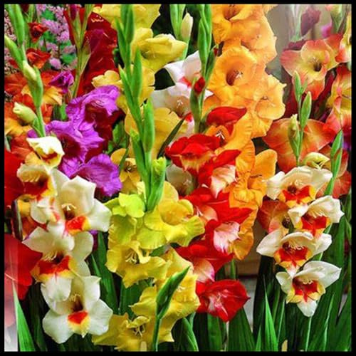 Winterhart zwiebeln, Winterhart pflanzen, Mehrjährige Blumenzwiebel ist winterhart, Blumenzwiebel Mix, Mysteriöse magische Glühbirne-3 Gladiolen zwiebeln