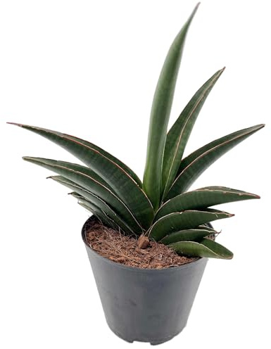 Fangblatt - Sansevieria ehrenbergii 'Samurai' – kompakte Zwerg-Schwertpflanze - pflegeleichter Bogenhanf/Sanseverie - robuste Zimmerpflanze