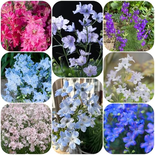 semi resistenti di delphinium balcone, decorazione giardino per esterni di delphinium di perenni resistenti per il giardino, 125pcs