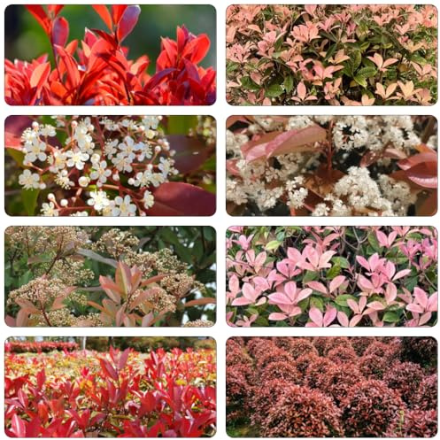 Photinia red robin de verano medicinales bonsái balcón parterre de semillas decoración 700pcs