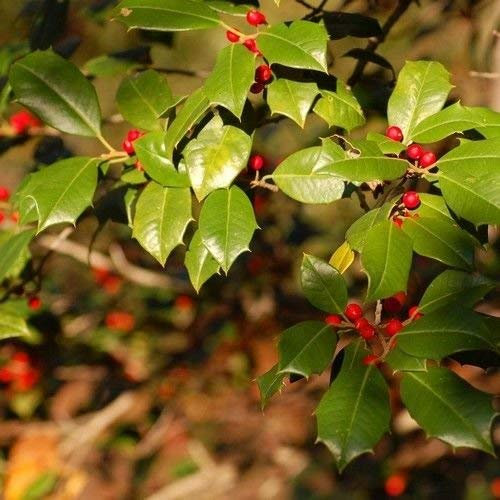 Semi americana agrifoglio (Ilex Opaca) 20 + Semi:Semi