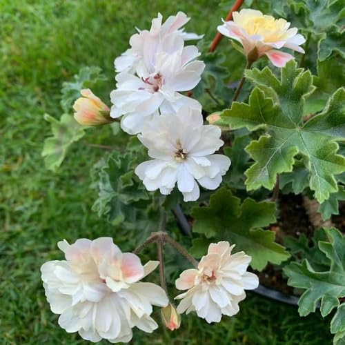 350 pezzi semi geranio - da balcone per l'inverno resistenti per il giardino, semi da balcone primavera