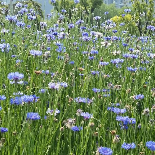 Semi di fiordaliso - semi di selvatici, selvatici Centaurea cyanus - biologici resistenti per il giardino per esterno 500pcs