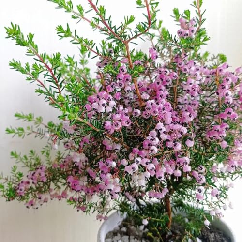 semillas de brezo jardín de arbustos balcón oficina extraño arbustos en flor, resistentes invernaderos balcón semillas para lugares soleados decoración 200pcs