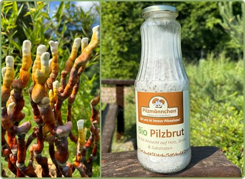 Bio Reishi/Ling Zhi Körnerbrut - Pilze selber züchten