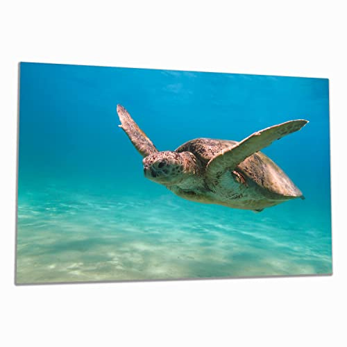 Wallario Herdabdeckplatte/Spritzschutz aus Glas, 1-teilig, 80x52cm, für Ceran- und Induktionsherde, Meeresschildkröte