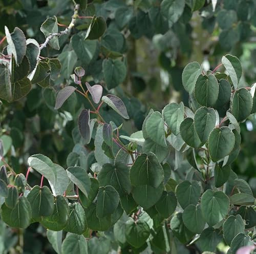 Judasblattbaum Rotfuchs 60-80cm - Cercidiphyllum japonicum - lebende Gartenpflanze aus den Baumschulen