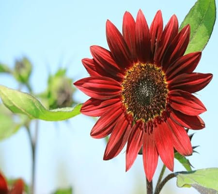 90 graines de tournesol