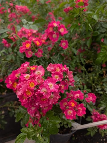 Rose * Maria Lisa* kleinblütige Rambler- Rose im Topf gewachsen