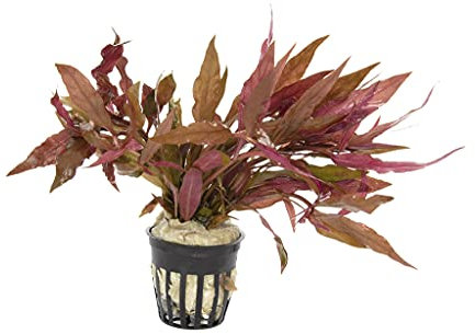 Lincolnshire Pond Plants Ltd Live Plants Tropical Aquatic Plants - Potted - Ceramic - Loose - Kits (Potted, Althernathera Reineckii)