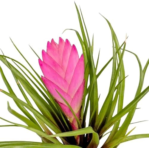 Tillandsia Cyanea Natural Planta de Interior con Flores Elegantes
