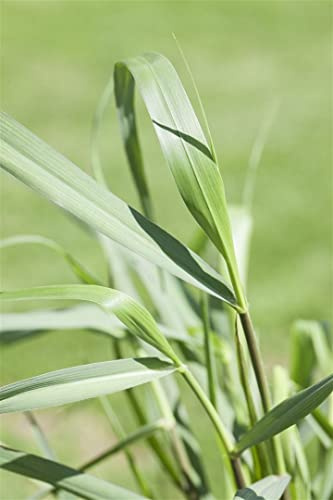 Rutenhirse Panicum virgatum Squaw Ziergras winterhart mehrjährig | Sonniger Standort, dekorative Halme, ideal für Staudenbeet und Rabatte, robust, langlebig