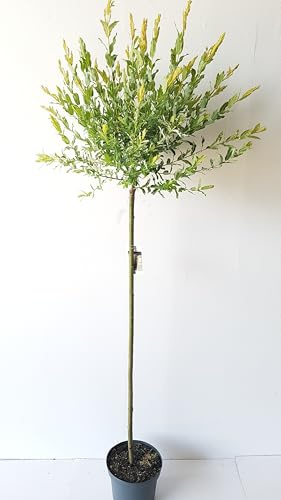 Harlekinweide Salix Integra Hakuro Nishiki, Winterhart, Weißbuntes Laub, Stammhöhe 125 cm, Gesamthöhe 170-180 cm, Ziergehölz für Garten und Balkon, Herkunft Japan