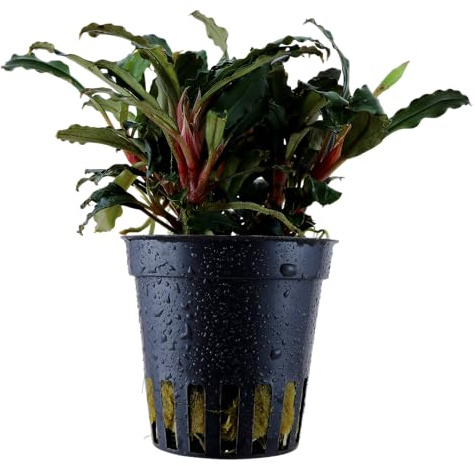 WASSERPFLANZEN WOLFF – Bucephalandra 'Mini Red' | Kompakte Rarität im Topf | Rötlich schimmernde Blätter | Aufsitzerpflanze für Wurzeln & Steine | barschfest & pflegeleicht | Aquascaping