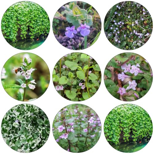 hiedra terrestre decorativa de primavera decoraciones de jardín para exteriores silvestres balcón jardín semillas silvestres interior decoración 60pcs