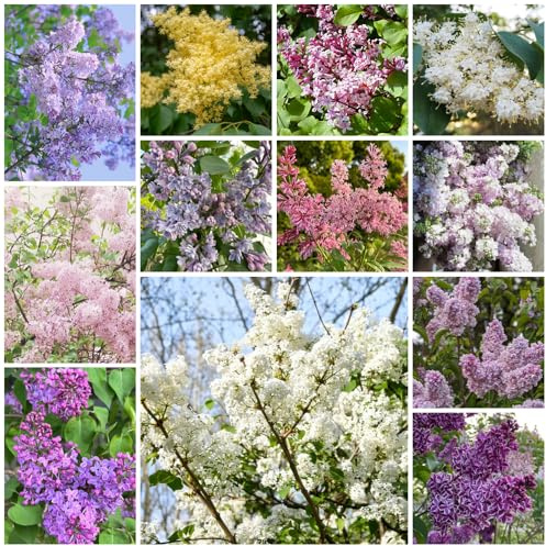 Semi di lillà, resistenti esotiche balcone, giardino 550pcs