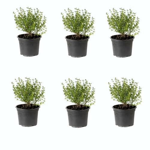 Tomillo Aromático |Pack 6 Plantas | DECOALIVE Ideal para Cocinar Gran Aroma