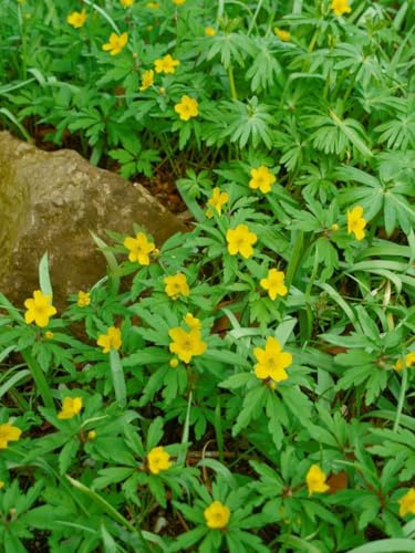 Anemone ranunculoides 9x9 cm Topf – Winterhart, Mehrjährig, Pflegeleicht – Gelbes Windröschen – Bodendecker für Schattenbeet & Gehölzrand