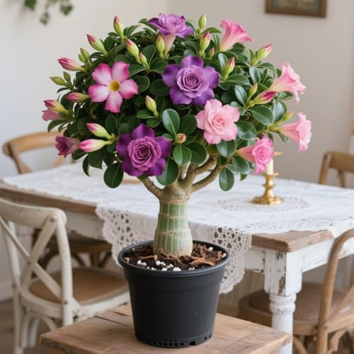 Rosa del deserto in Vasca-Colore Vivido/Decorazione per Casa e Giardino/per Interni e Esterno(OPVDJD)-A-2 Rhizome