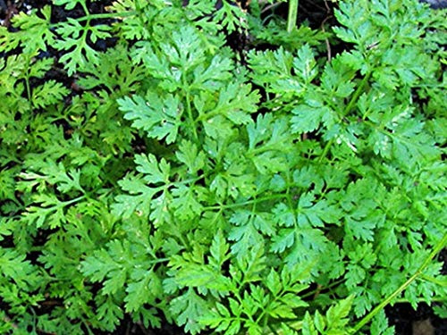Winter Chervil Seeds (25+ Seeds)(More Heirloom, Non GMO, Vegetable, Fruit, Herb, Flower Garden Seeds (25+ Seeds) at Seed King Express)
