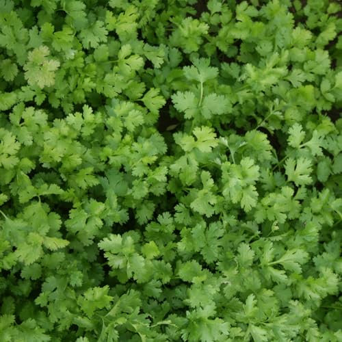 PREMIER SEEDS DIRECT HERB Coriander Calypso Seeds (1000 Seeds)