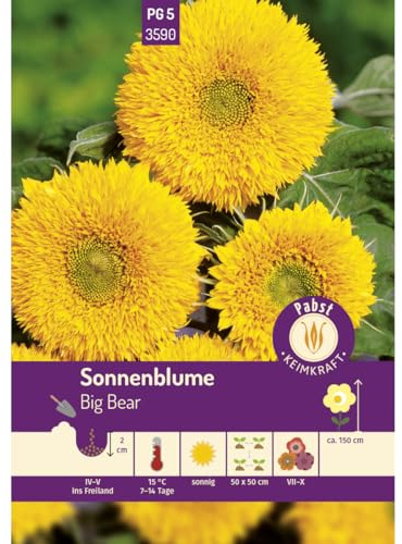 Pabst Keimkraft - Sonnenblume Big Bear Samen - 173590