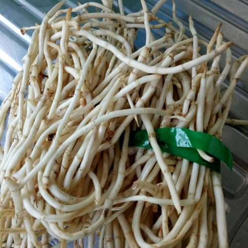 semi di houttuynia cordata - rampicanti resistenti, semi di selvatiche Houttuynia cordata aiuole rialzate per giardini, decorazione 200pcs