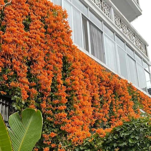 semillas de pirostegia venusta, jardín de rocas resistentes, primavera pared, cortadas de jardín, lianas, decoración, 300pcs