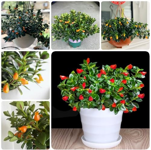 goldfish chlorophytum - stauden winterhart mehrjährig, seltene grünpflanzen zimmer winterharte kübelpflanzen, blumensamen zierblumen 35samen