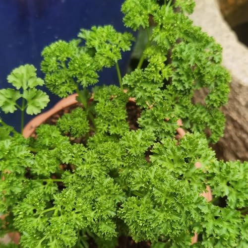 semi di prezzemolo biologico - resistenti per giardini rocciosi per aiuole rialzate da balcone, 400pcs