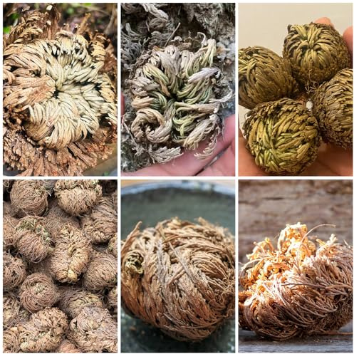 rosa di gerico - Selaginella tamariscina - bulbi giardino roccioso in vaso balcone interna bulbo di arredamento del soggiorno giardino 8bulbi
