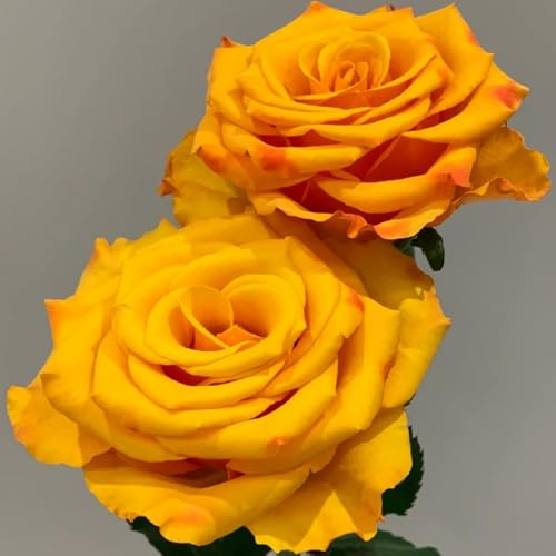 rosensamen - kletterrosen dekopflanzen ranke kletterpflanzen zierblumen für sonnige plätze balkon blumenwiese topfblumen bio balkon blumendeko wildblumen exotische blumenbeet 750samen