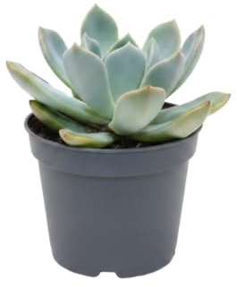 Echeveria Pulidonis Rosa de Alabastro Maceta 10 cm DECOALIVE, Suculenta Decorativa de 10-15 cm para Ambientes Acogedores