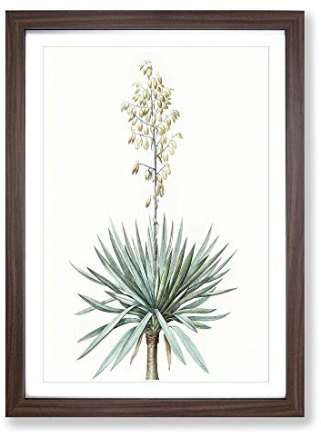 Adams Needle Yucca Flowers by Pierre-Joseph Redoute Framed Print | A2 Walnut Framed Wall Art | Ready to Hang | Modern Floral Picture | Living Room Bedroom Lounge Office