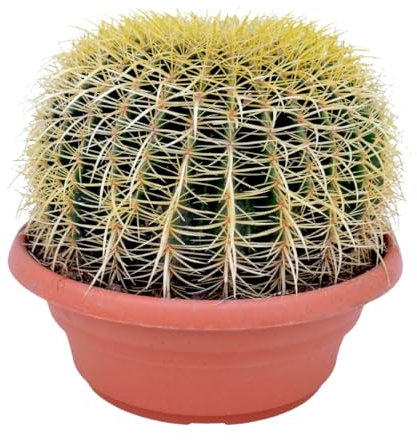 Plant in a Box - Echinocactus grusonii - Goldkugelkaktus - Kaktus – Topf 25 cm – Höhe 25–35 cm