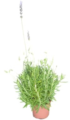 Planta de Lavanda Hierba Natural con Aroma Único Perfecta para Cocinar
