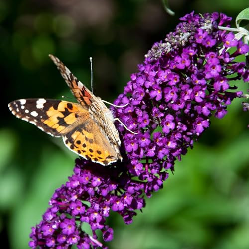 GreenboutiQ - Schmetterlingsflieder Winterhart - Buddleja davidii Purple Emperor - Blüte Lila - 1 Pflanze - Laubabwerfend - Schmetterlingsanziehend - Topf 17cm Höhe 25cm