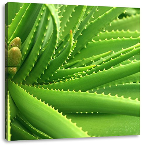 Pixxprint Aloe Vera, Größe: 60x60 cm, Leinwandbild Quadratisch, Wandbild, Kunstdruck, fertig bespannt