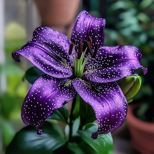 Sfuso Giglio bulbi,piante erbacee Resistenti perenni,bulbi da fiore a fioritura,adatti per la semina immediata,Giglio pianta vera(non artificiali)-8 Bulbi-A