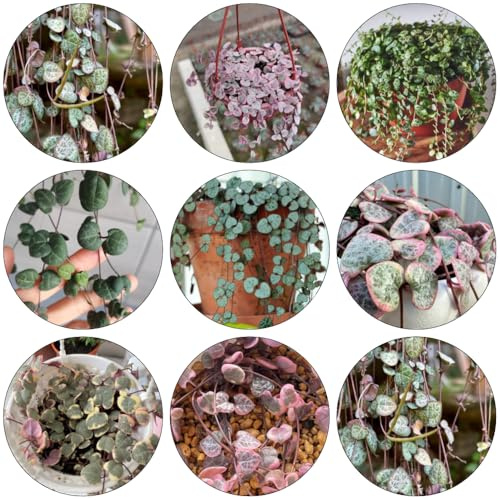 leuchterblume büropflanzen steingartenpflanzen winterhart kräutersamen winterharte kübelpflanzen kräutergarten pflanzendeko balkon deko Ceropegia woodii - bonsai topf balkongarten 300samen