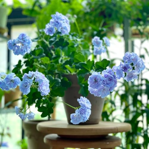 geranio de pie excelente decoración plantación jardín balcón 225semillas